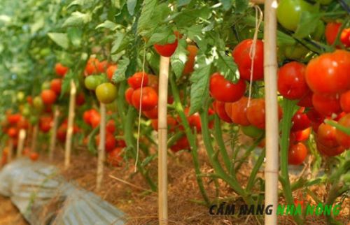 Đóng cọc cho cà chua