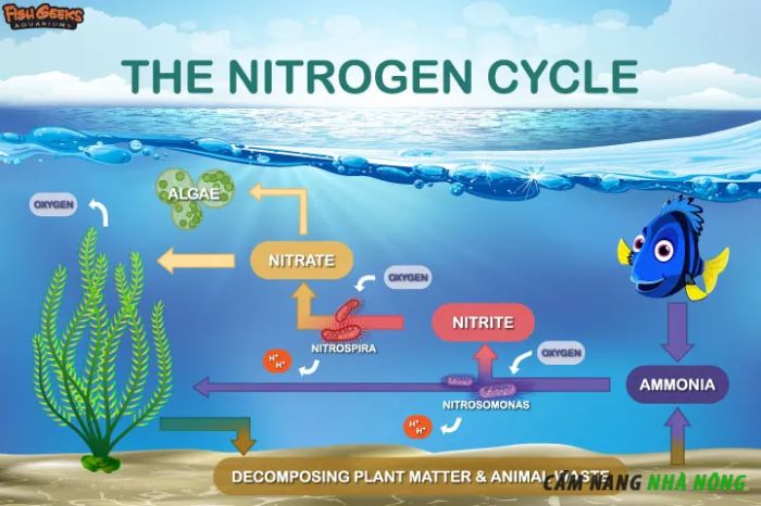 Chu trình nitơ trong hồ cá