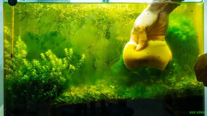Nitrat dư thừa dễ gây tảo cho bể cá