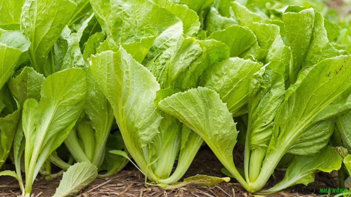 Trồng cải bẹ xanh mùa mưa