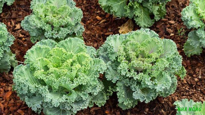 Cây cải Kale hoa hồng non chưa phát triển màu ở ngọn và lá