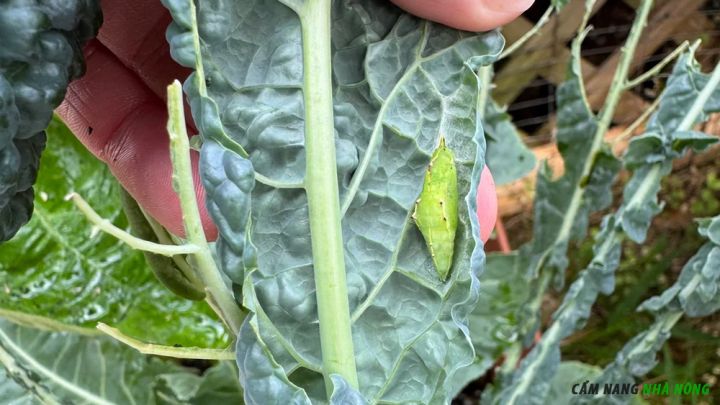 Cải kale khủng long bị sâu ăn lá