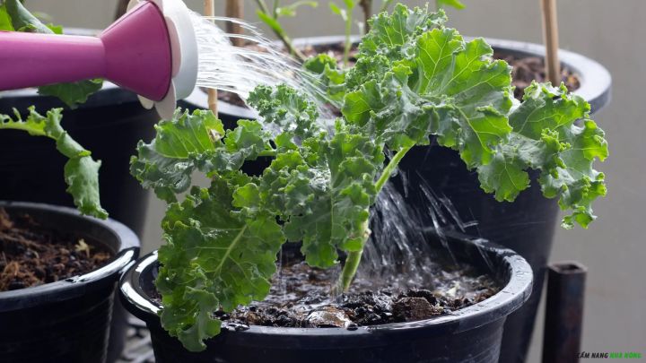 Tưới nước cho chậu kale vào sáng sớm