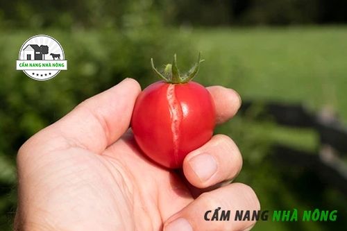 Bệnh nứt da ở cà chua