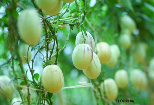 trồng dưa pepino cho nhiều quả