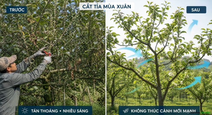 Cách cắt tỉa cho cây ăn quả vào mùa xuân