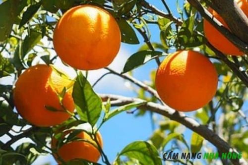 Cây ăn quả cam có thể trồng trong chậu