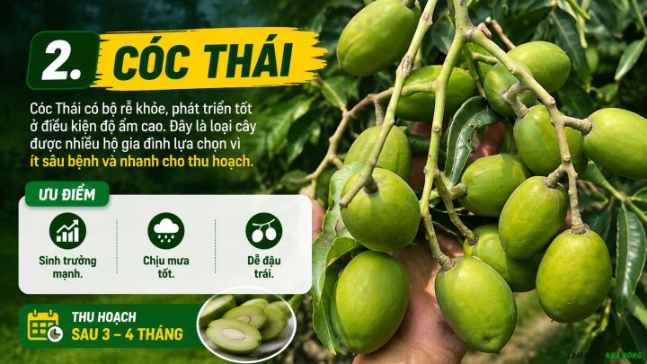 Cây cóc Thái là loại cây ăn quả phù hợp trồng ở vùng mưa nhiều