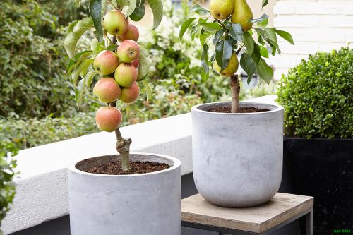 Cây táo lùn trồng trong chậu