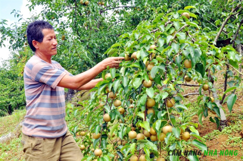 Chăm sóc giúp lê thu hoạch tốt