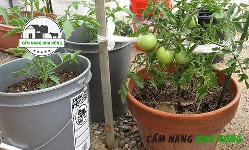 Đất trồng cà chua