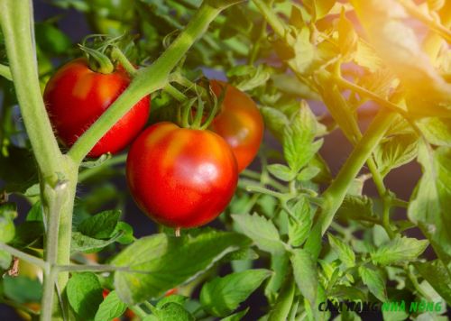 Điều kiện trồng cà chua Celebrity