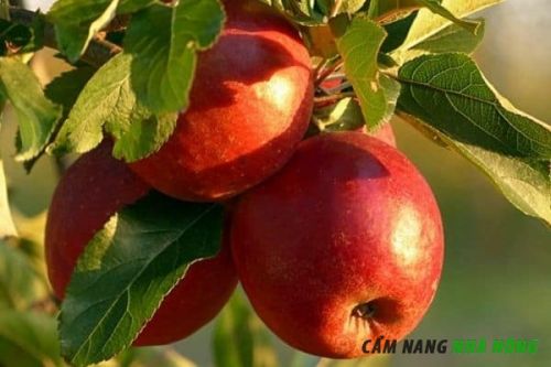 Cây táo trồng trong chậu