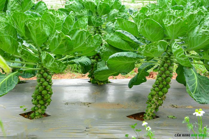Sử dụng màng phủ nông nghiệp cho cây bắp cải tí hon