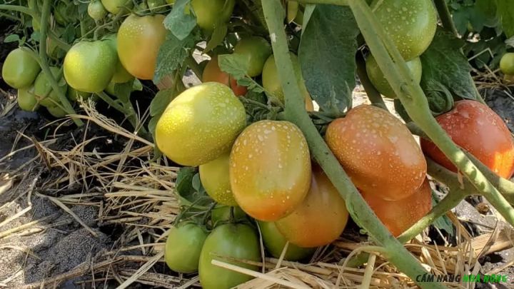 Sử dụng rơm che phủ gốc cà chua