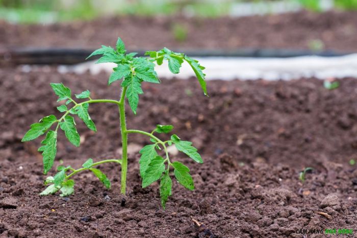 Chọn ví trí nhiều nắng để trồng cà chua lê