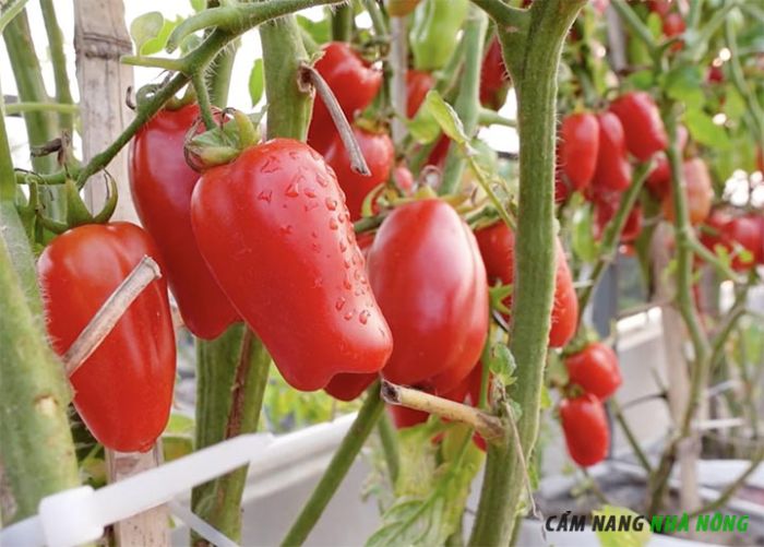 Chọn vị trí trồng nhiều nắng cho cà chua San Marzano