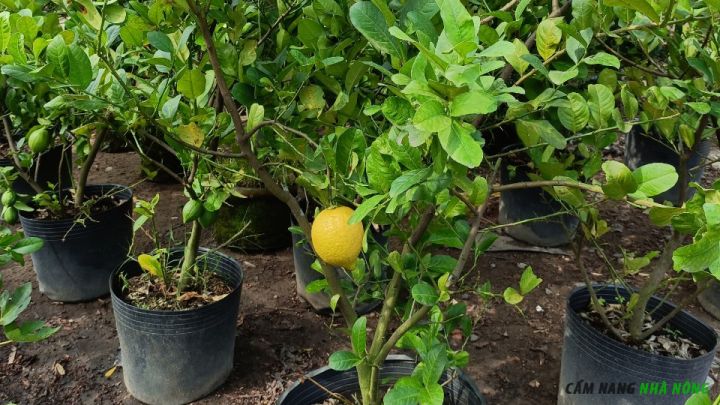 Trồng chanh vàng mỹ bằng cành giâm