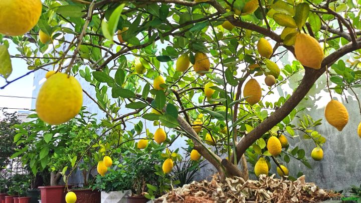 Trồng chanh vàng mỹ trong chậu cho năng suất cao