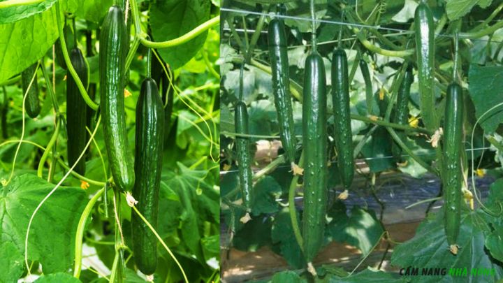 Giống dưa chuột Nhật cho năng suất cao