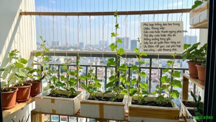 Giàn dưa leo từ trên xuống cho ban công