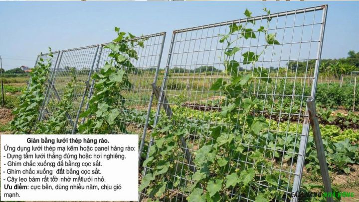 Làm giàn dưa leo bằng lưới thép hàng rào