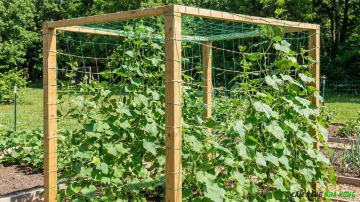 Giàn dưa leo hình hộp