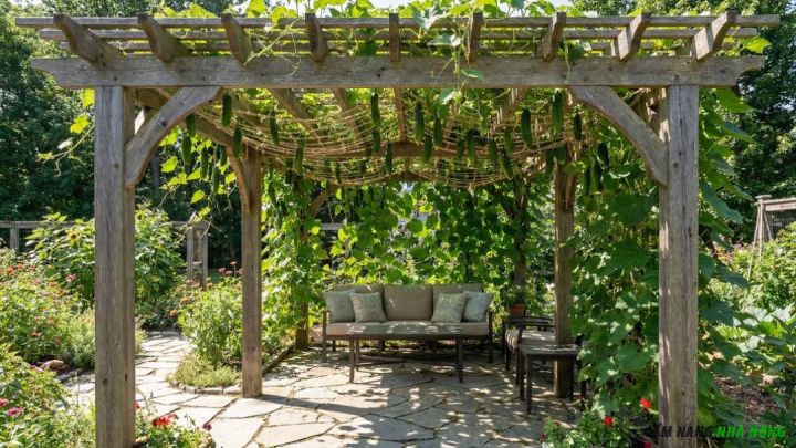 Giàn dưa leo kết hợp làm mái che mát