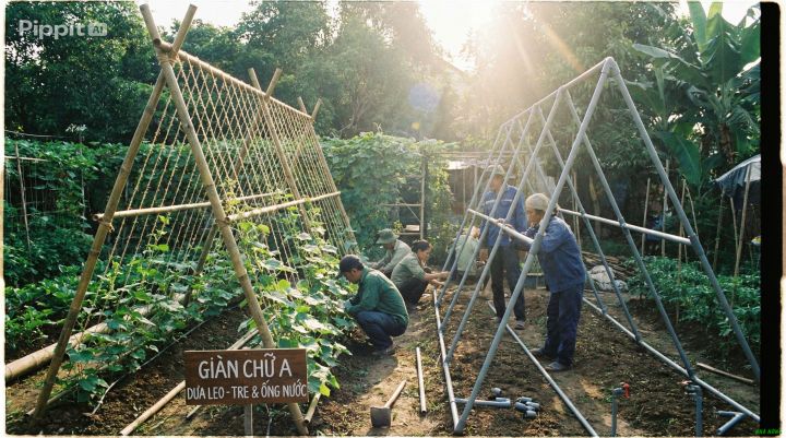 Mẫu giàn leo chữ A cho dưa chuột bằng tre và ống nước
