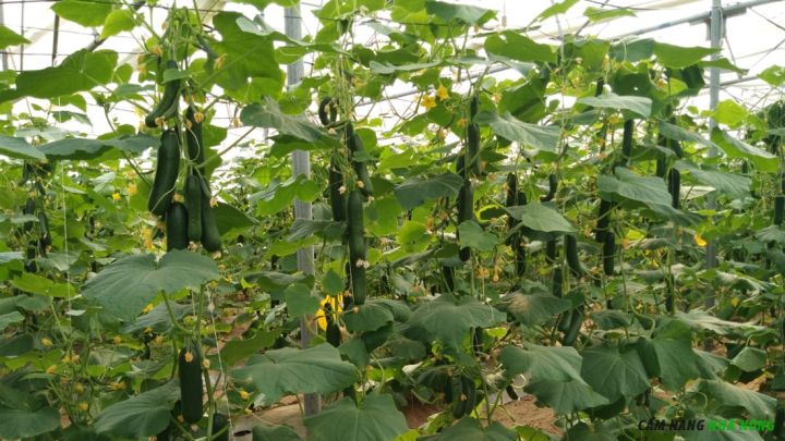 Làm giàn cho dưa chuột bằng dây nhà kính