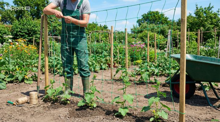 Làm giàn dưa leo bằng lưới đơn giản