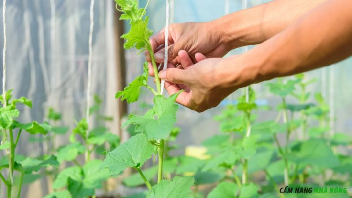Bón phân NPK dưa lưới tỉ lệ Lân và Kali cao cho giai đoạn chuẩn bị ra hoa