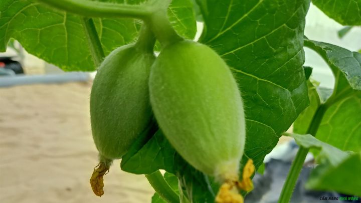 Bón phân NPK cho dưa lưới nuôi quả