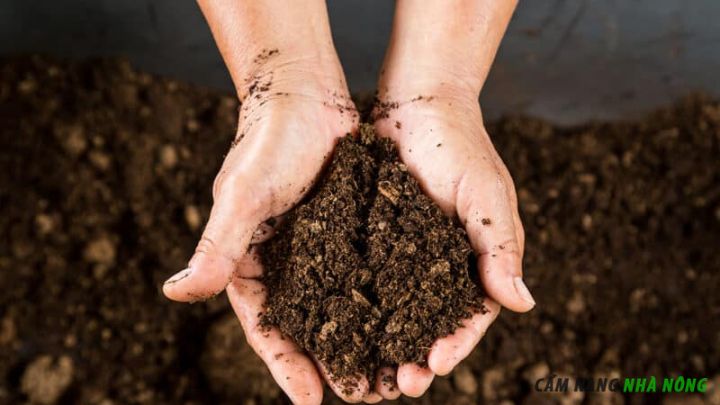 Trộn đất và phân hữu cơ để cho cây dưa lưới non