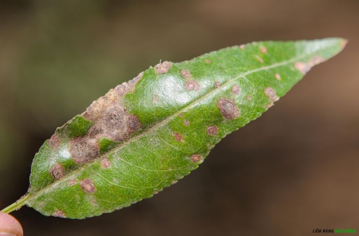 Lá lựu bị cháy có mép màu nâu