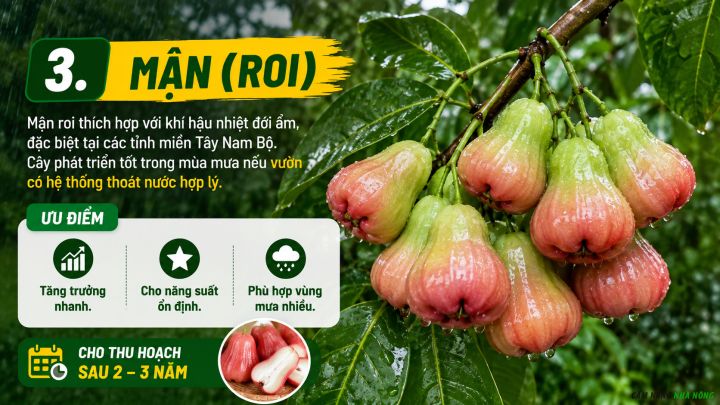Cây mận roi là loại cây ăn quả phù hợp trồng ở vùng mưa nhiều