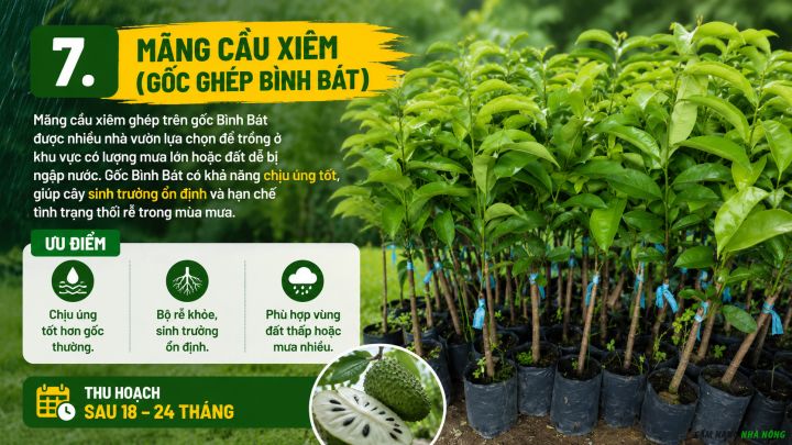 Mãng cầu xiêm ghép gốc bình bát phù hợp trồng ở vùng mưa nhiều