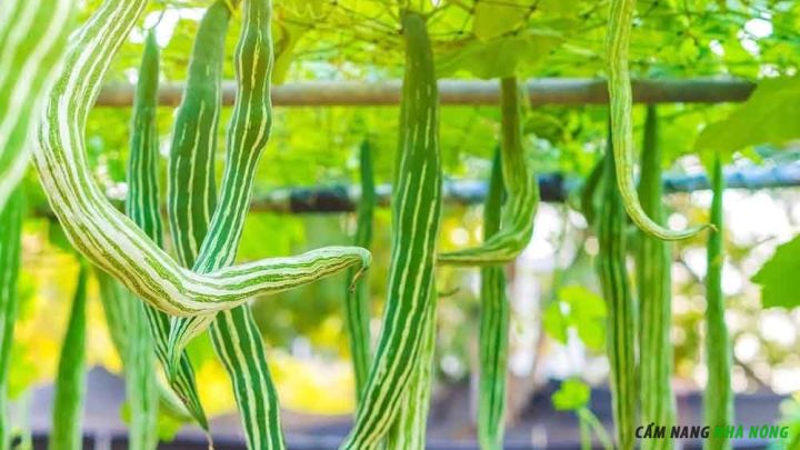 Giàn mướp Nhật triễu quả