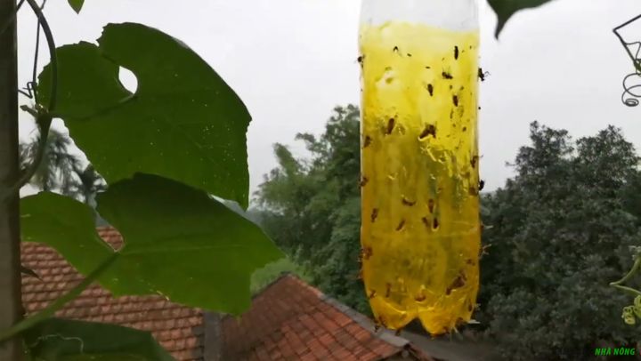 Treo chai nhựa đã xịt keo để bẫy ruồi vàng cho cây mướp