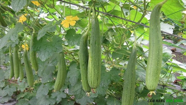 Làm giàn cho mướp hương bằng lưới chuyên dụng