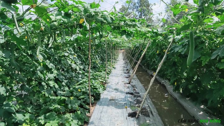 Sử dụng màng nilon phủ luống trồng mướp