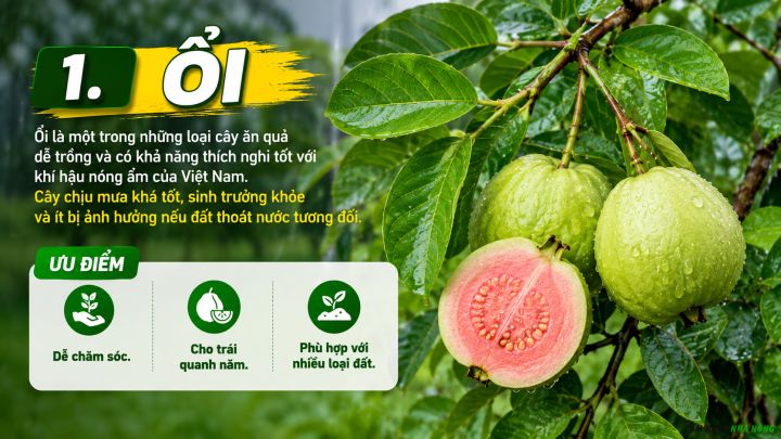Cây ổi là loại cây ăn quả phù hợp trồng ở vùng mưa nhiều