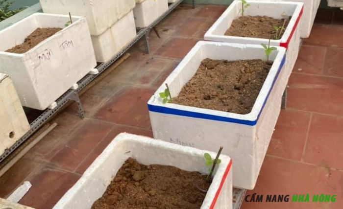Sử dụng thùng xốp trồng ổi trên sân thượng
