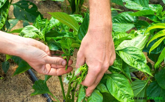 Cắt tỉa lá và cành cho ớt chuông
