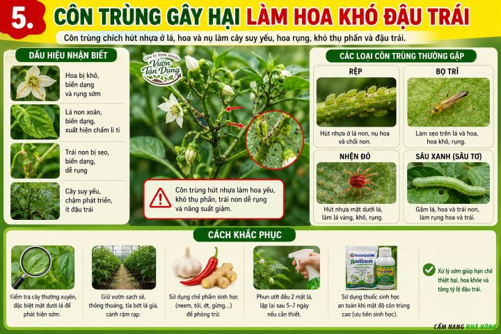 Côn trùng gây hại khiến cây ớt không có quả