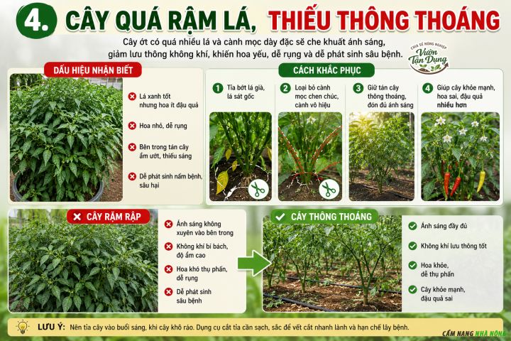 Cây ớt không đậu quả do quá rậm rạp