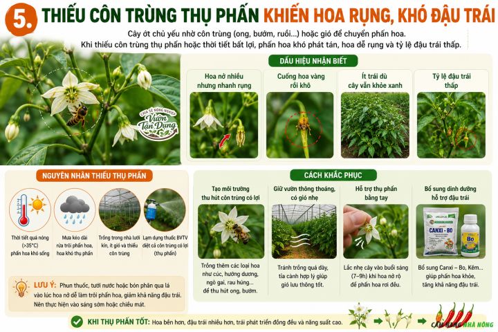 Cây ớt không được thụ phấn nên dẫn đến không có quả