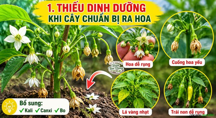 Cây ớt bị thiếu dinh dưỡng dẫn đến rụng hoa và quả non