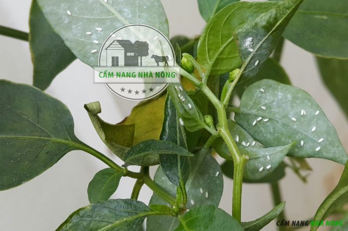 Rệp trắng hút nhựa làm cho cây ớt yếu và chậm phát triển