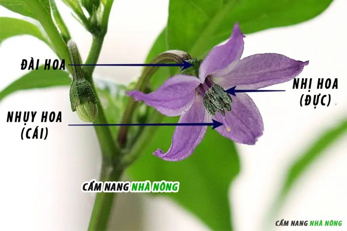 Hoa ớt chứa cả bộ phân đực (nhị) và bộ phấn cái (nhụy)